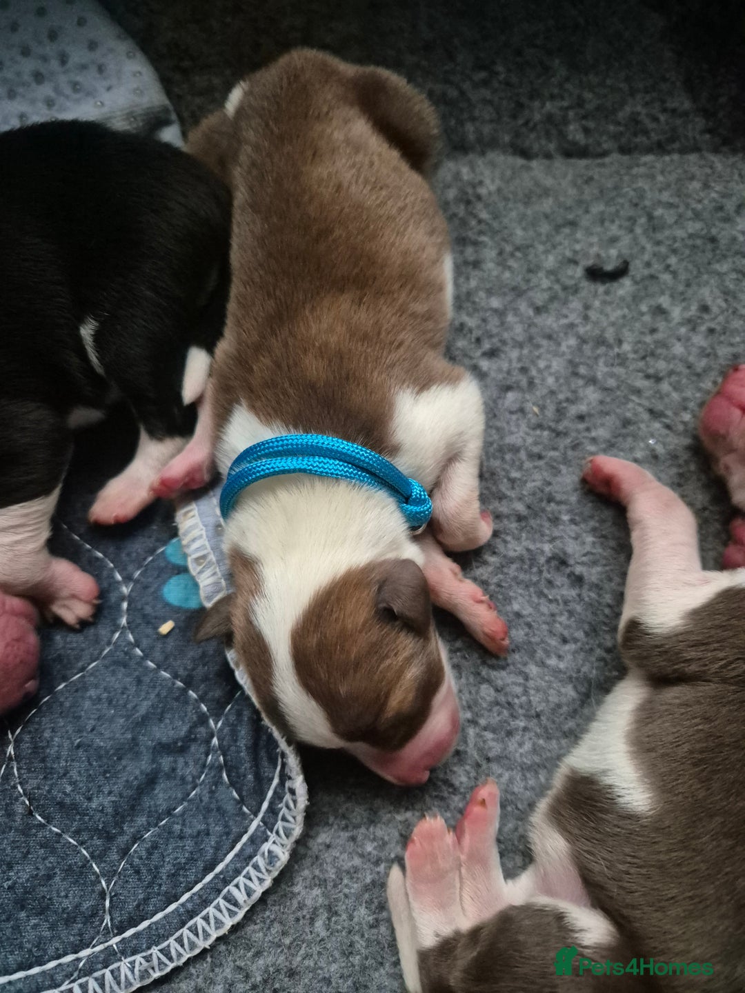 Mixed Breed dogs for sale: Gorgeous lurcher x bordercollie pups - Image 6