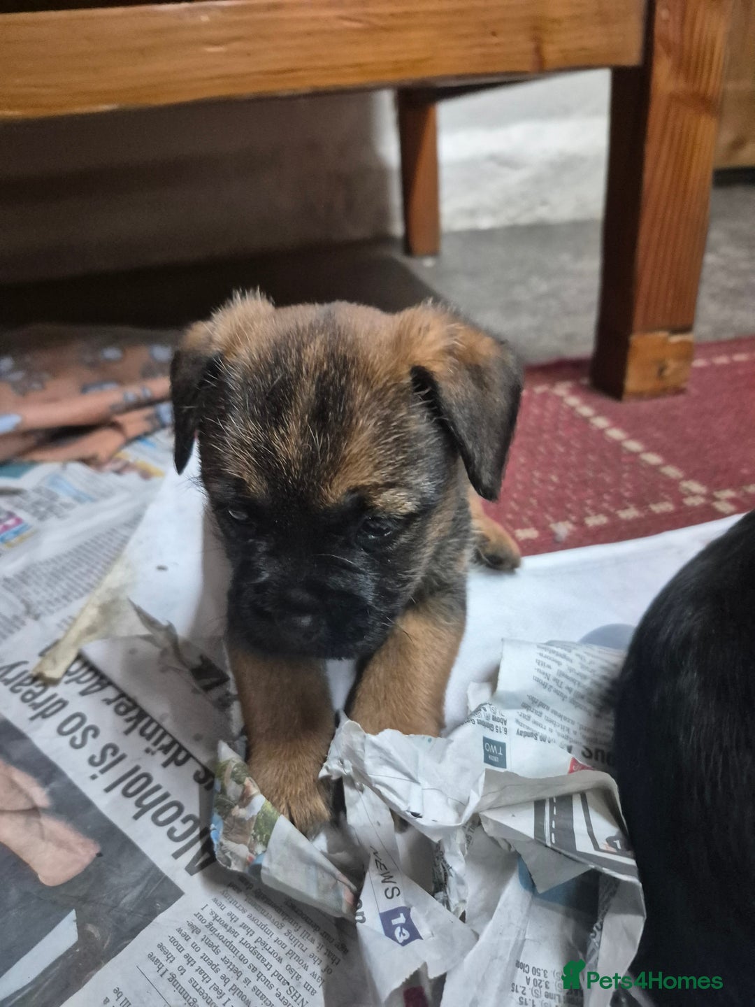 Border Terrier dogs for sale: Adorable Border Terrier pups for sale  - Advert 5