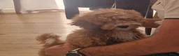 Shihpoo dogs for sale: Shih poo Teddy Bear Ollie - Advert 8