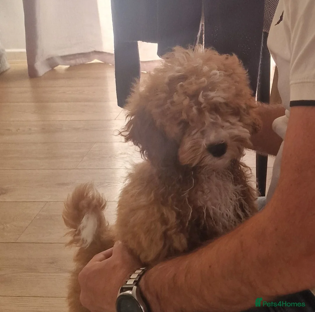 Shihpoo dogs for sale: Shih poo Teddy Bear Ollie - Advert 8