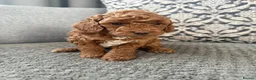 Cockapoo dogs for sale: Stunning Red & Apricot Cockapoo  (F1b) DNA Tested in Redditch - Advert 13