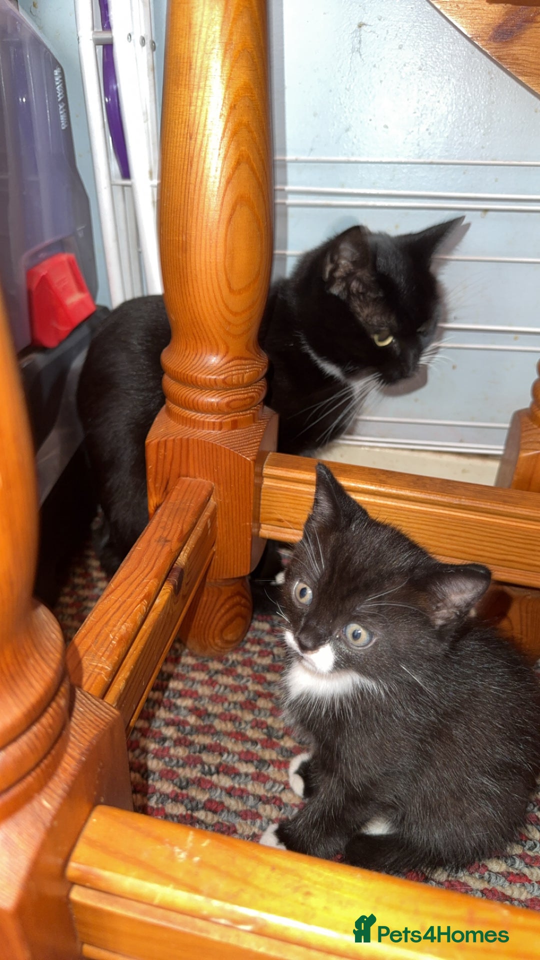 British Shorthair cats for sale: Male kitten for sale - Image 3
