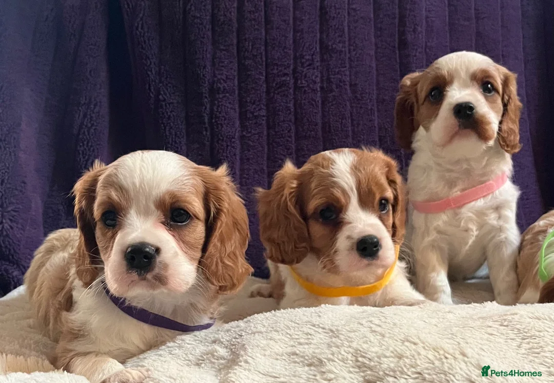 Cavalier King Charles Spaniel dogs for sale: Stunning cavalier King Charles puppies  - Advert 2