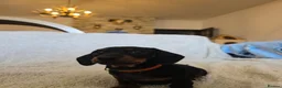 Dachshund dogs for sale: Six beautiful miniature smooth haired dachshunds - Advert 14