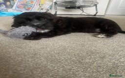 Mixed Breed dogs for sale: Shih tzu x cockerspaniel  in Chelmsford - Image 9