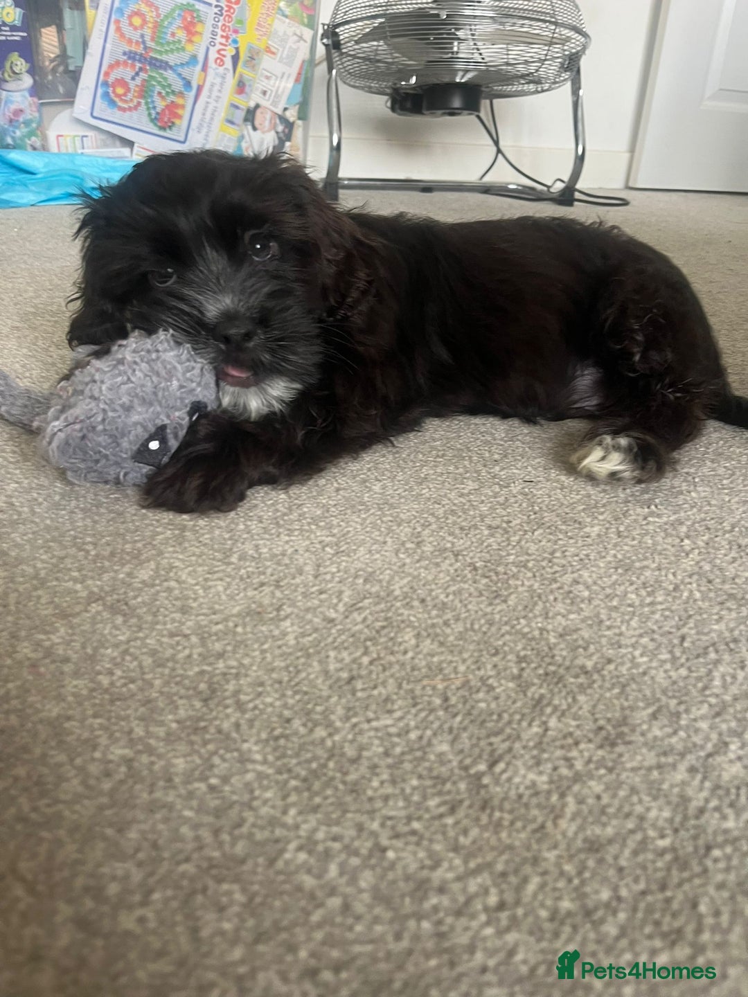 Mixed Breed dogs for sale: Shih tzu x cockerspaniel  in Chelmsford - Image 9