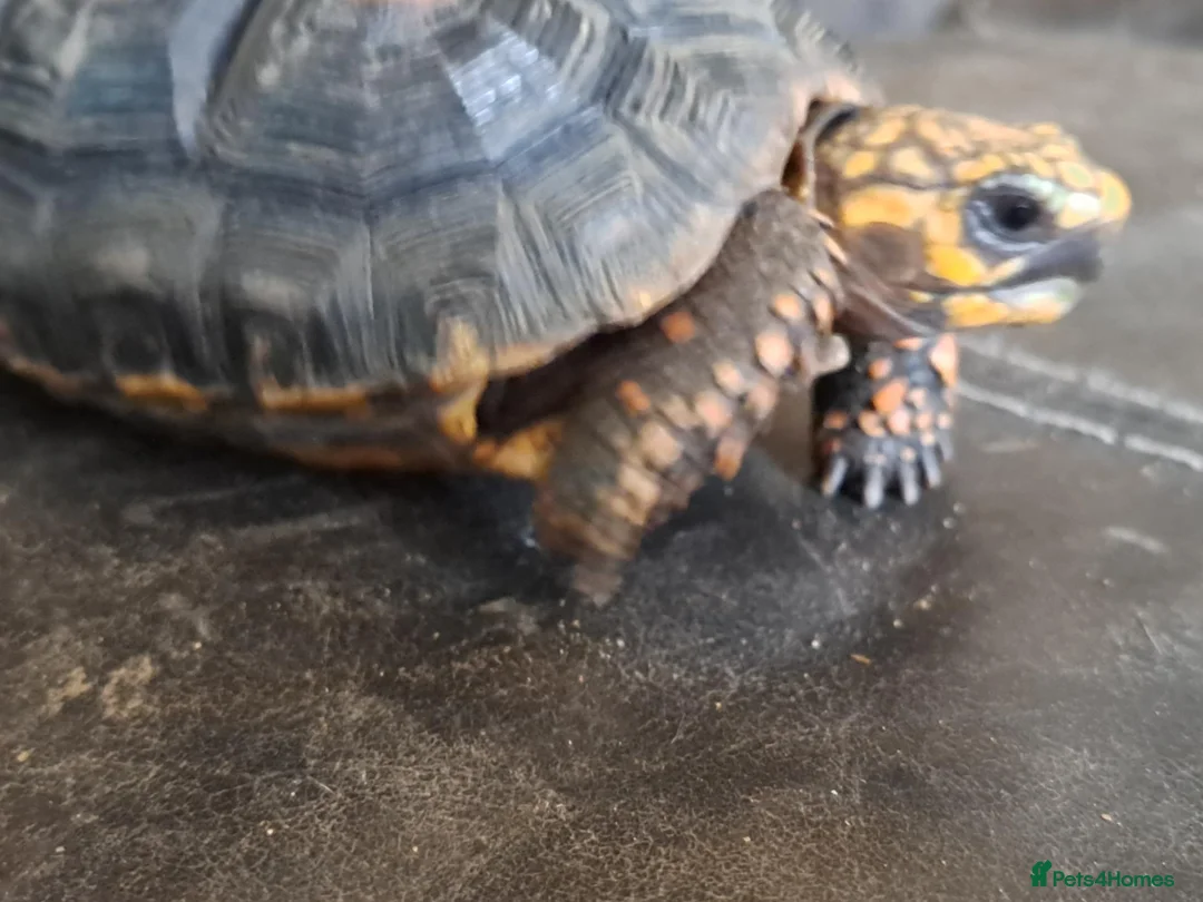 Tortoise reptiles for sale: CB23 RED FOOT TORTOISE IN VIV - Advert 2