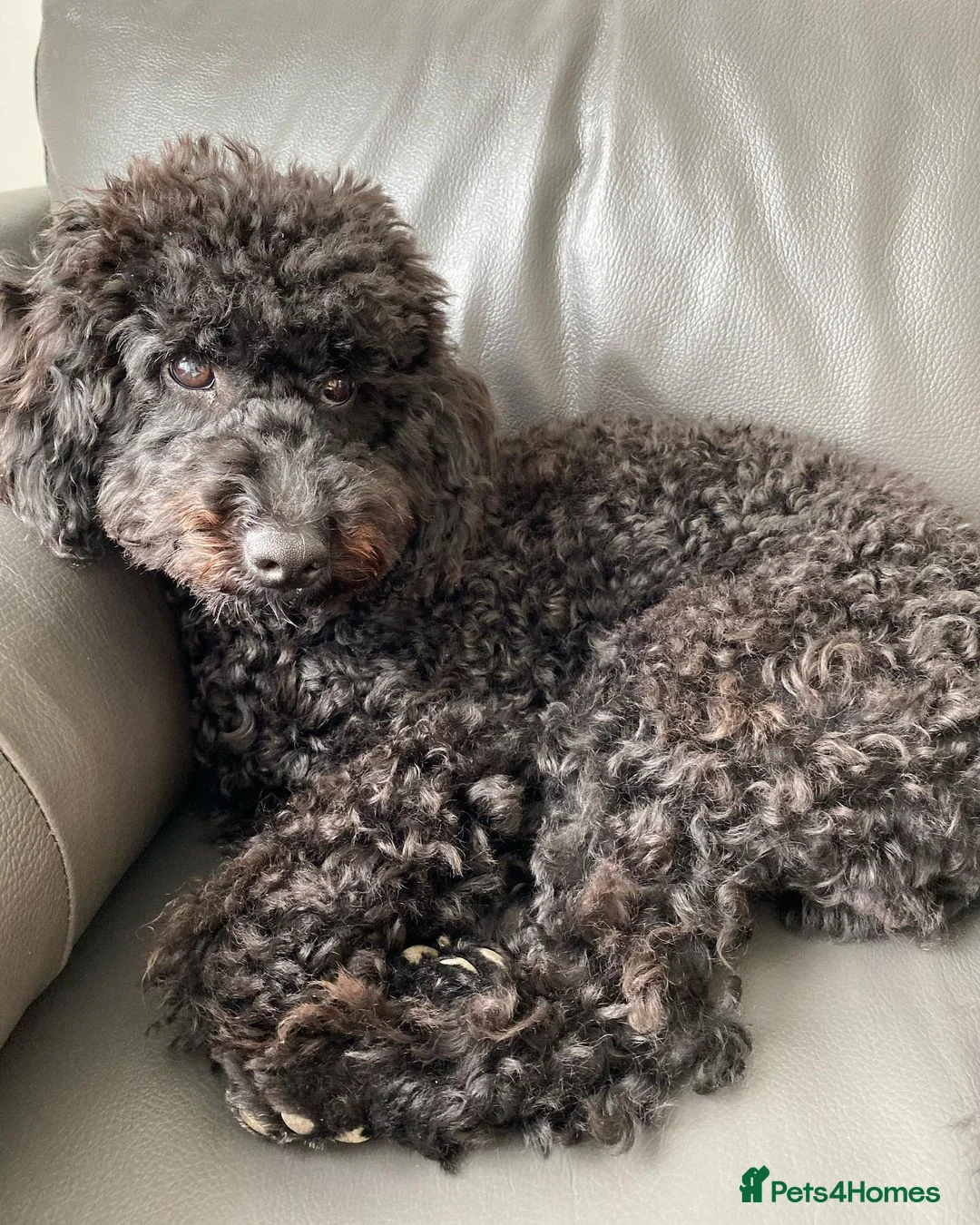 Miniature Poodle dogs for sale: Adorable Miniature poodle For Rehome in Altrincham - Advert 2