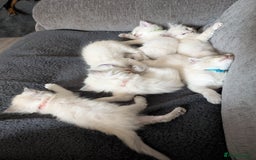 Ragdoll cats for sale: Stunning fluffy show quality ragdolls  - Image 19