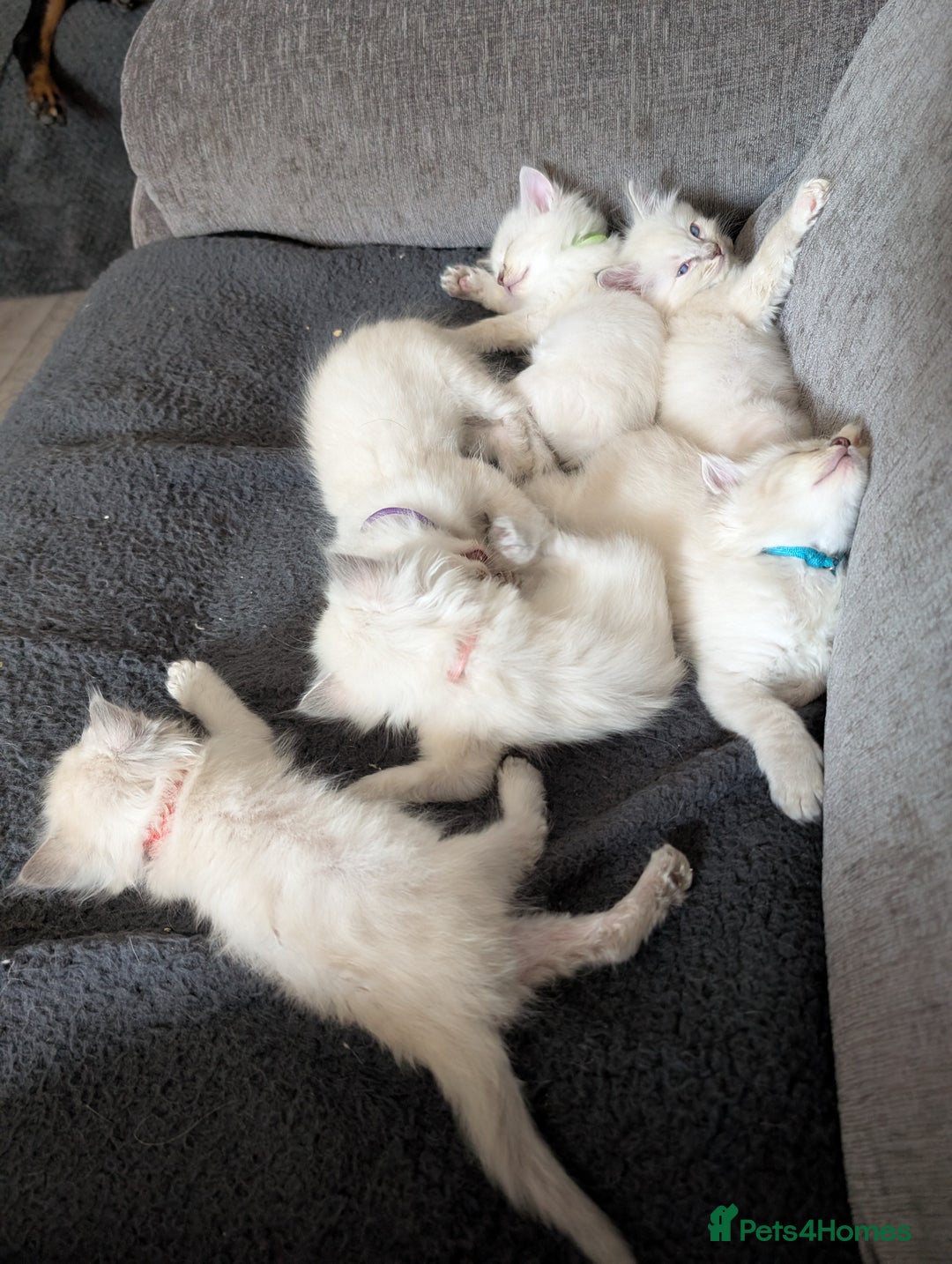 Ragdoll cats for sale: Stunning fluffy show quality ragdolls  - Image 19