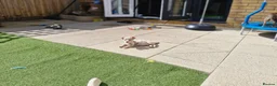 Jack Russell dogs for sale: Merle jack russels - Advert 26