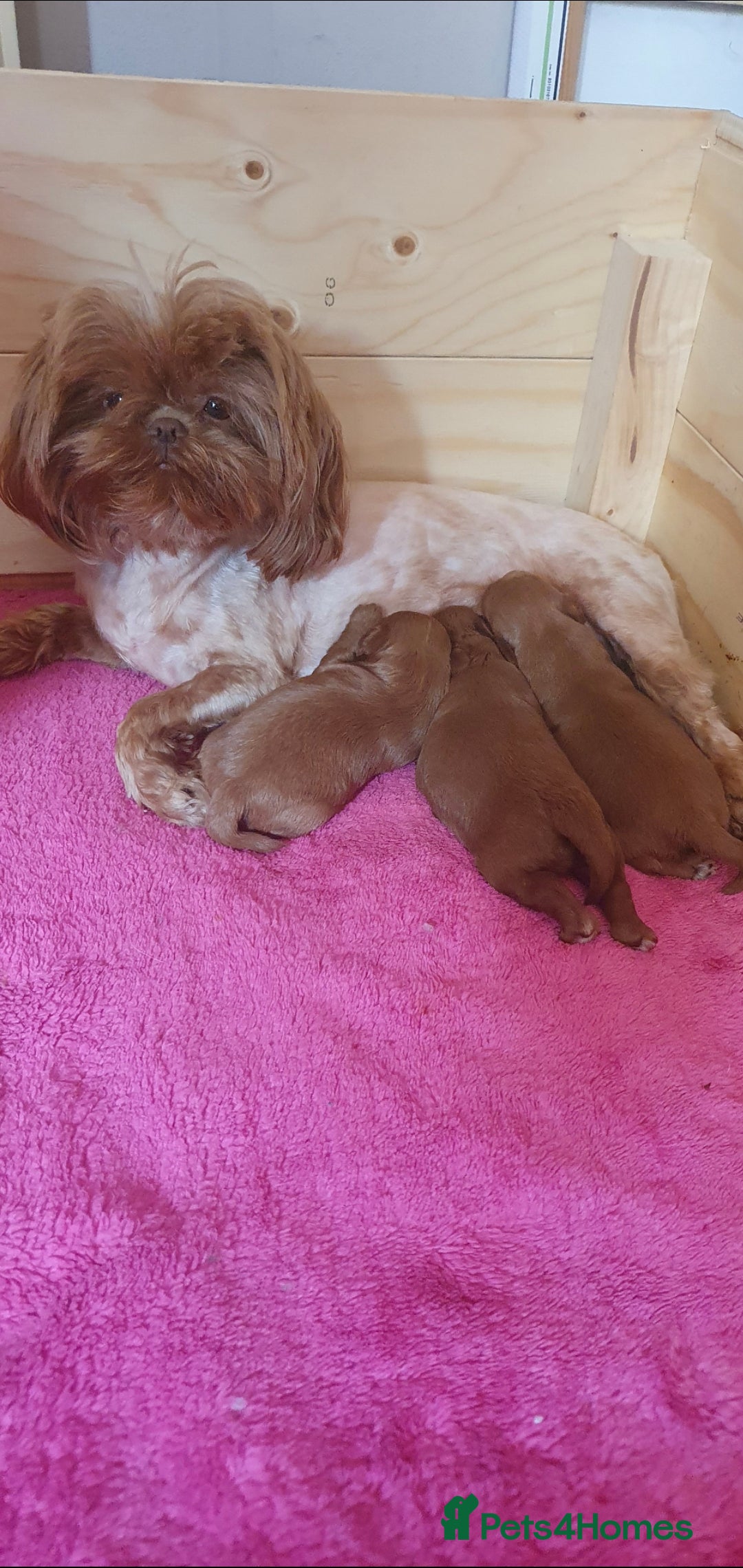 Shihpoo dogs for sale: 💙💗💗 stunning  F1 shihpoo puppies 🔥  - Image 9