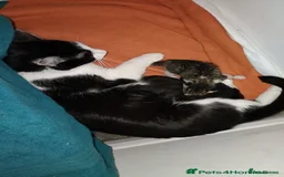 British Shorthair cats for sale: Kitten ready to find new home in Thornton Heath - Image 6