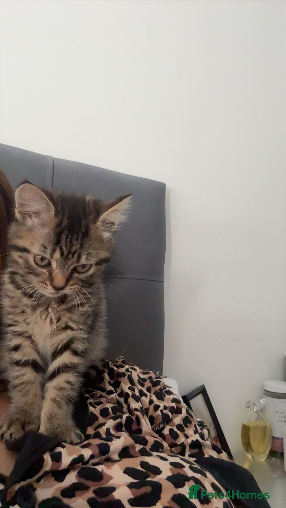 British Shorthair cats for sale: British tabby kitten for sale (Shanti) - Advert 1