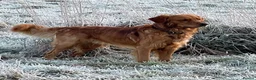 Golden Retriever dogs for sale: ✨EXCEPTIONAL KC GOLDEN RETRIEVER PUPPIES✨ - Advert 12