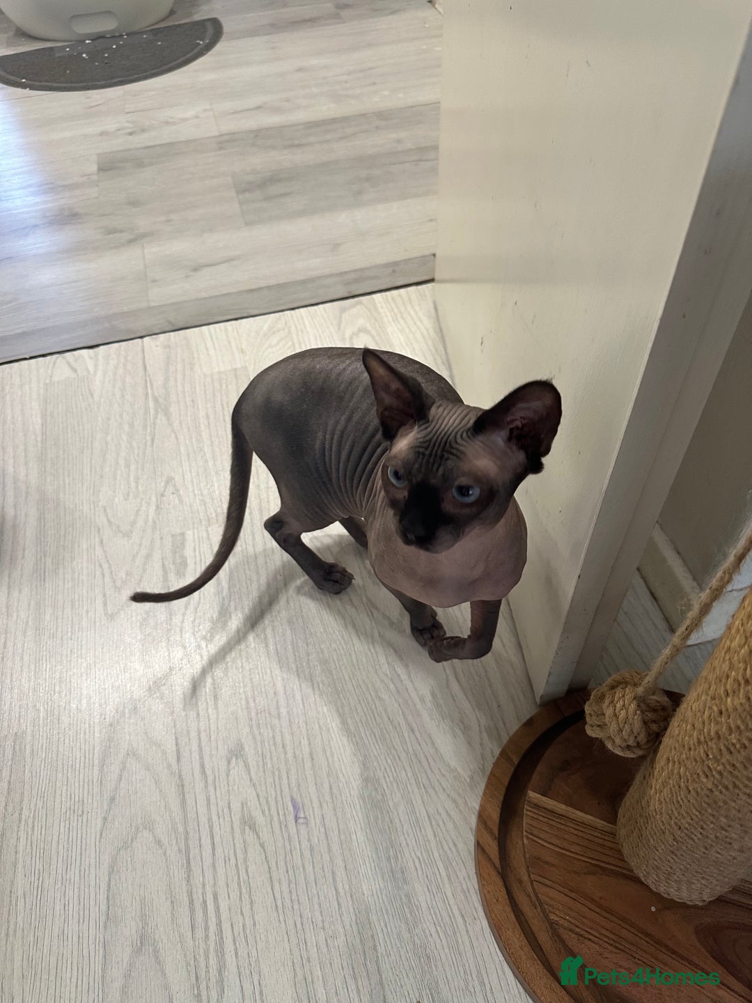 Mixed Breed cats for sale: British Short Hair Cross-Sphinx  - Advert 2