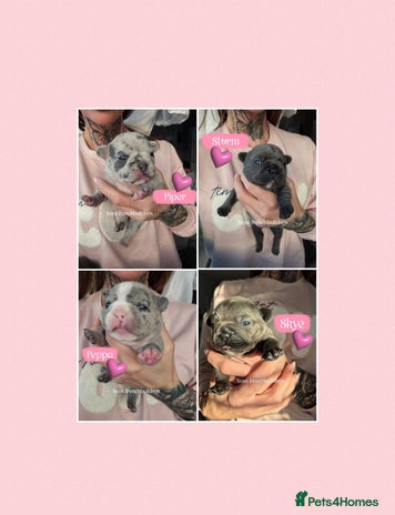 French Bulldog dogs - Advert 2