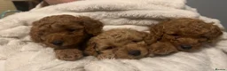 Cavapoo dogs for sale: 3 Beautiful Cavapoo Puppies for sale  - Advert 5