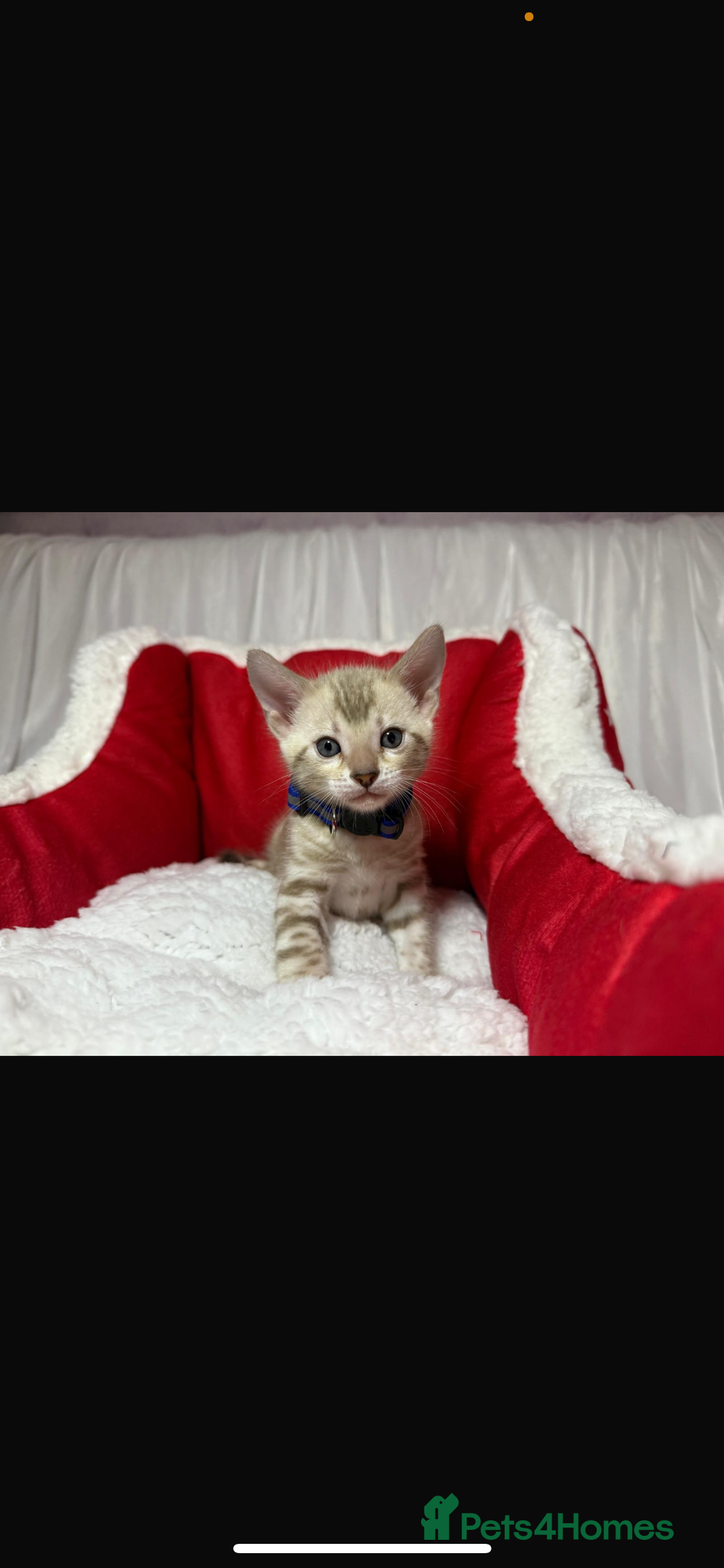 Bengal cats for sale: 🐆Bella's Bengals🐆 - Advert 26