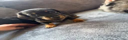 Miniature Dachshund dogs for sale: 3 miniature dachshunds 1 girl 2 boys  in Chatteris - Advert 9