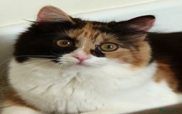 Mixed Breed cats for sale: Cat looking for loving family  - Image 2