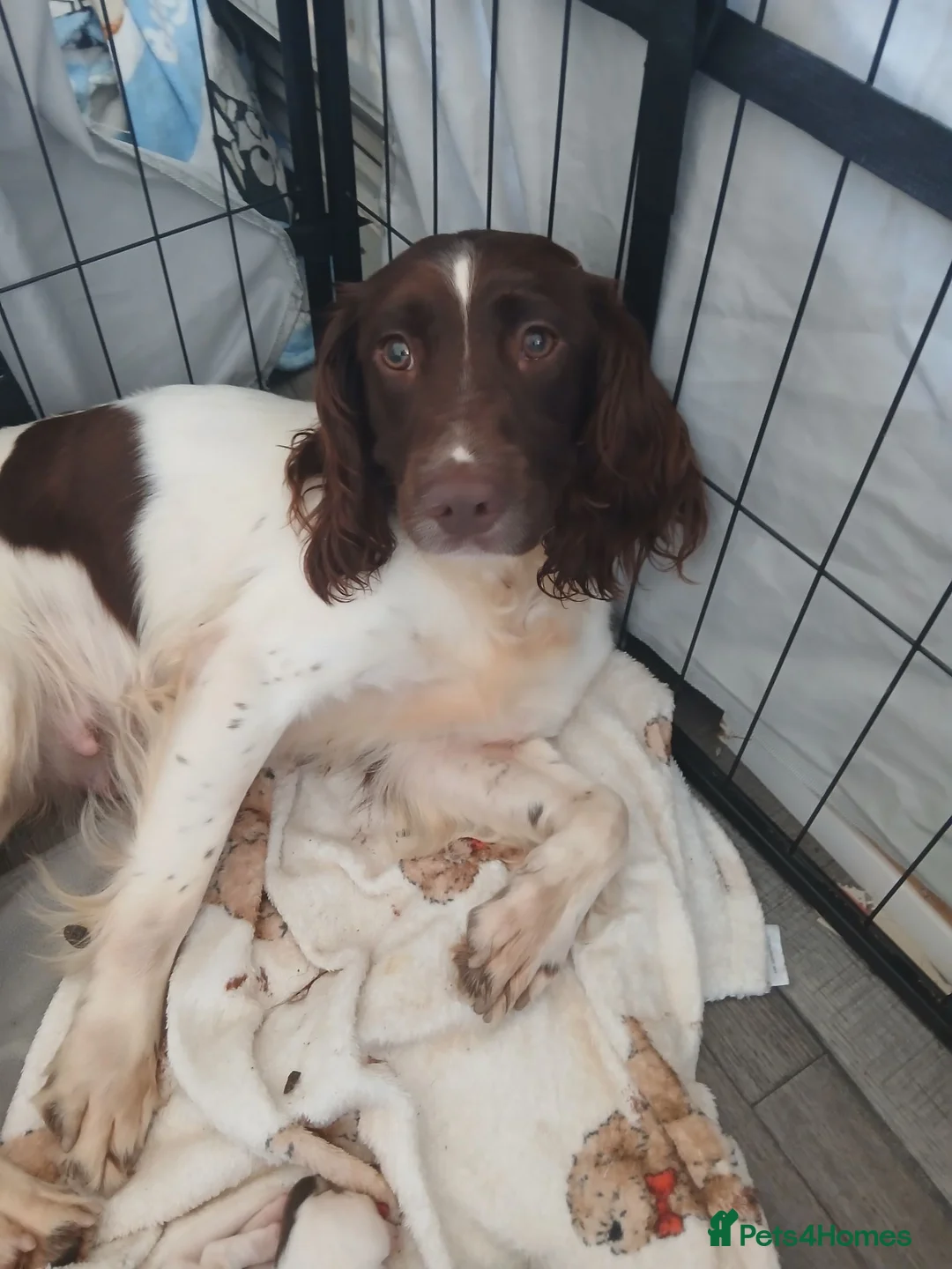 English Springer Spaniel dogs for sale: Springer spaniel - Advert 1
