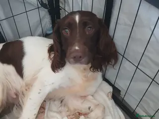 English Springer Spaniel dogs Springer spaniel - Advert 15