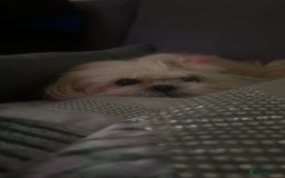 Shih Tzu dogs for sale: Shih tzu puppies for sale 2 girls 2 boys - Advert 7