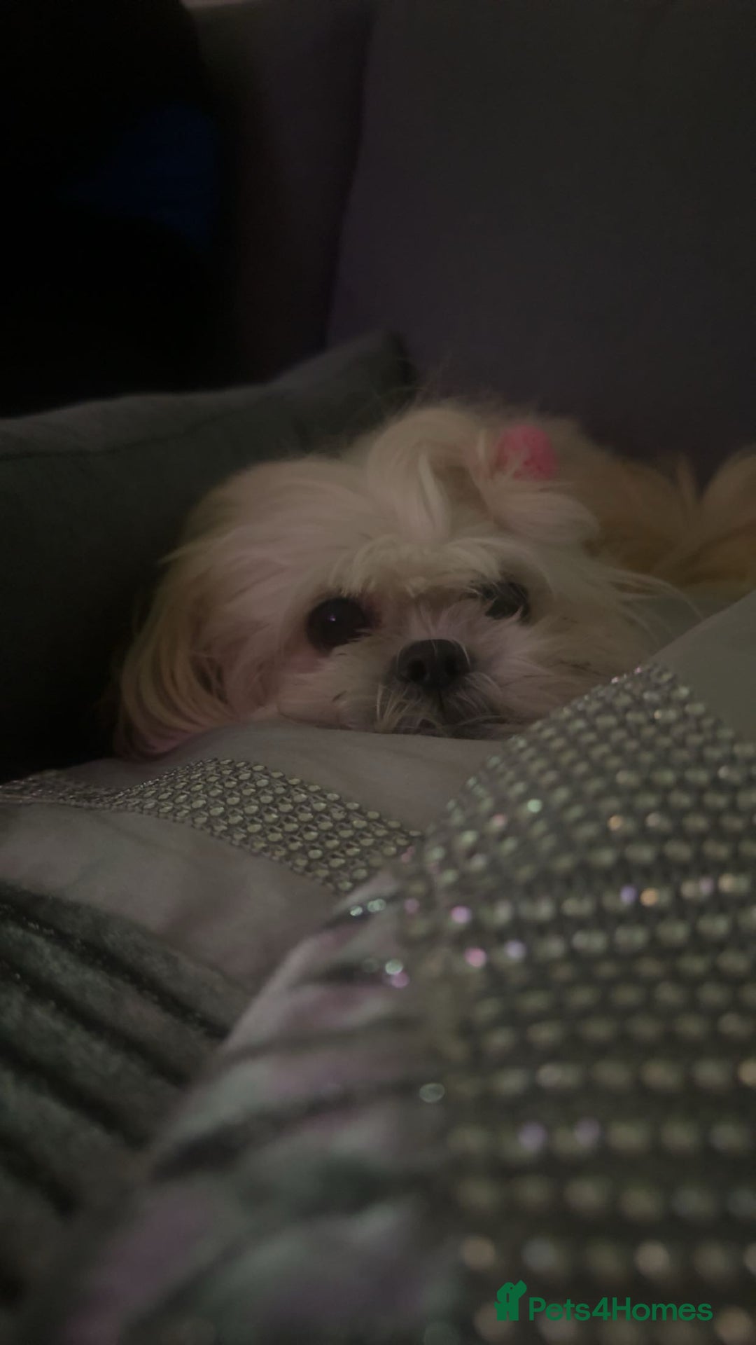 Shih Tzu dogs for sale: Shih tzu puppies for sale 2 girls 2 boys - Advert 7