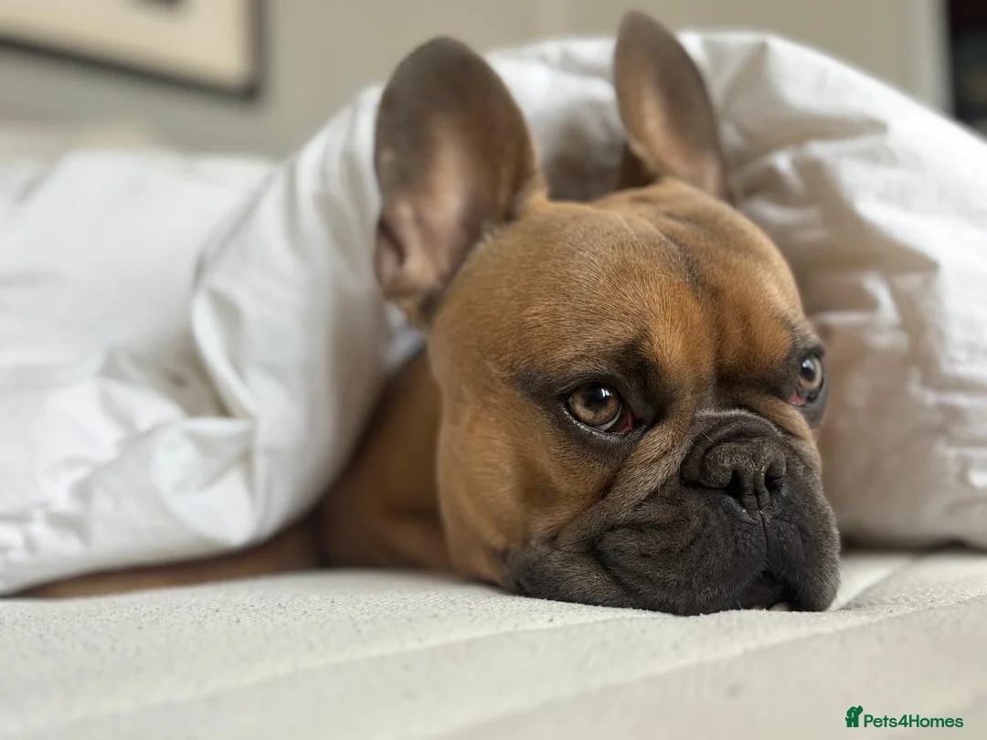 French Bulldog dogs for stud: KC Registered Blue Fawn French Bulldog Stud - Advert 1