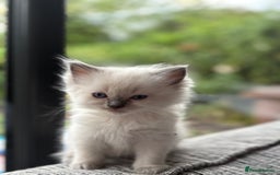 Ragdoll cats for sale: Ragdoll litter for sale  - Image 12