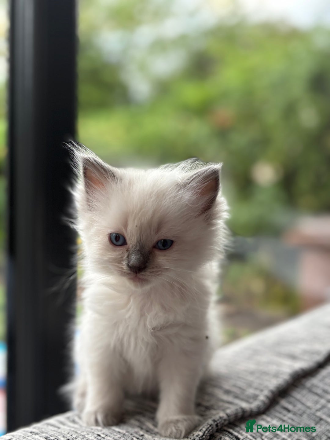 Ragdoll cats for sale: Ragdoll litter for sale  - Image 12