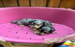 Miniature Dachshund dogs for sale: Beautiful miniature dashund  - Image 2