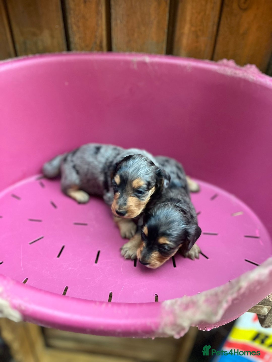 Miniature Dachshund dogs for sale: Beautiful miniature dashund  - Image 2