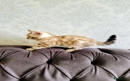 Bengal cats for sale: 🐾***GORGEOUS PURE SNOW BENGAL***🐾 - Advert 10