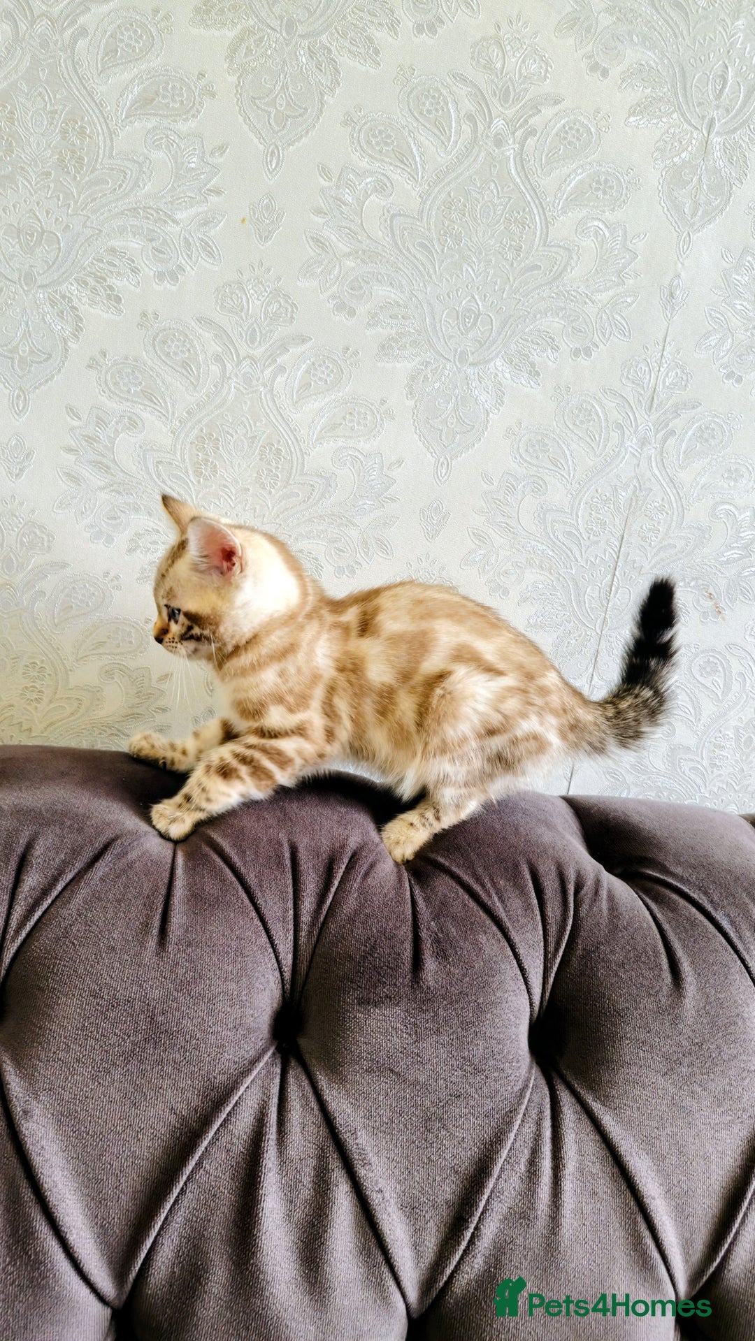 Bengal cats for sale: 🐾***GORGEOUS PURE SNOW BENGAL***🐾 - Advert 10