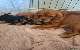 Cavalier King Charles Spaniel dogs for sale: Kc reg health tested parents 🩷💙 - Image 8