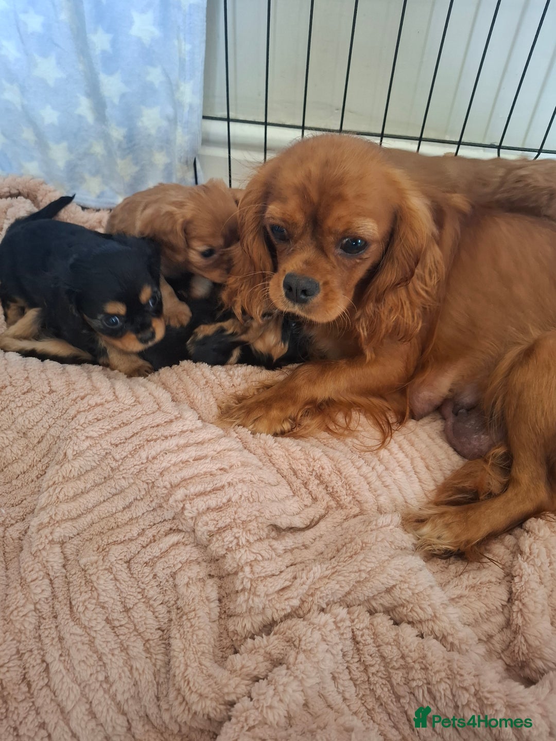 Cavalier King Charles Spaniel dogs for sale: Kc reg health tested parents 🩷💙 - Image 8