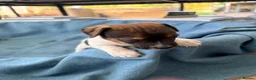 Jack Russell dogs for sale: Beautiful Jack Russell pups, petite, smooth coat.  - Advert 14