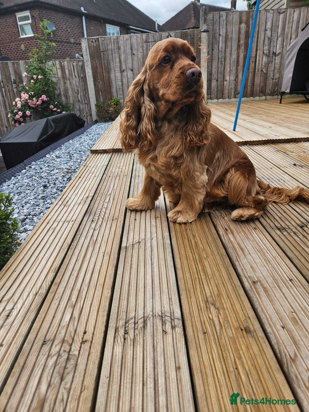 Cocker Spaniel dogs for stud: GOLDEN SHOW COCKER SPANIEL FOR STUD  in Stoke-on-Trent - Image 3