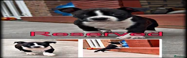 Staffordshire Bull Terrier Puppy 4