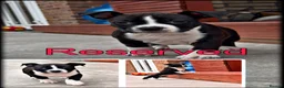 Staffordshire Bull Terrier dogs for sale: Only ONE female left!📣Staffordshire Bull Terrier - Advert 12