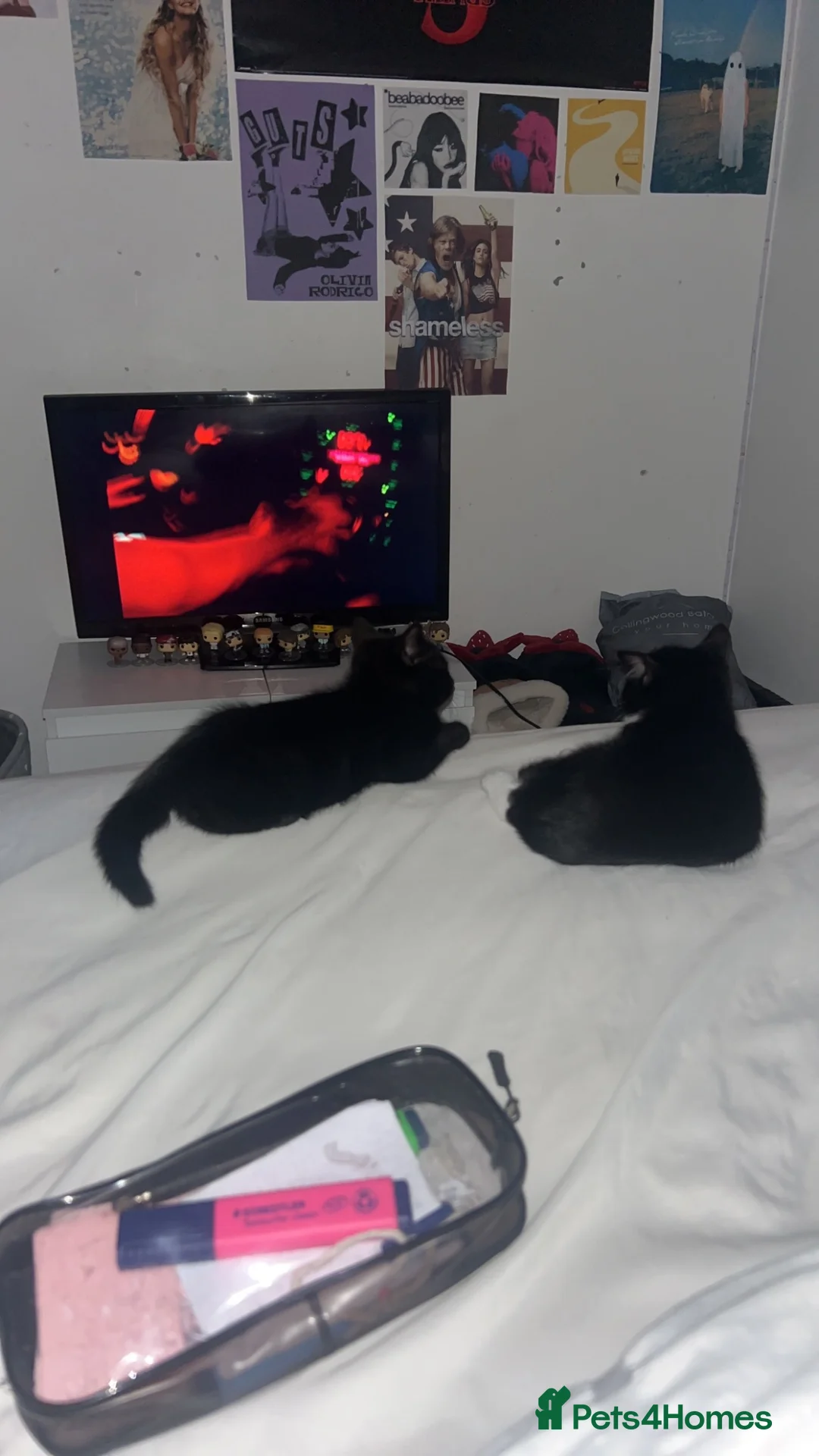 Mixed Breed cats for sale: brother cats (price can be negotiated) in Horley - Advert 2