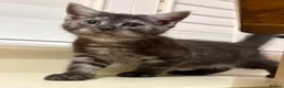 Mixed Breed cats for sale: 3 Dark grey mixed persian chinchilla kittens - Advert 18