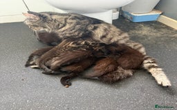 Maine Coon cats for sale: Silver tabby fluffy Maine coon - Image 6