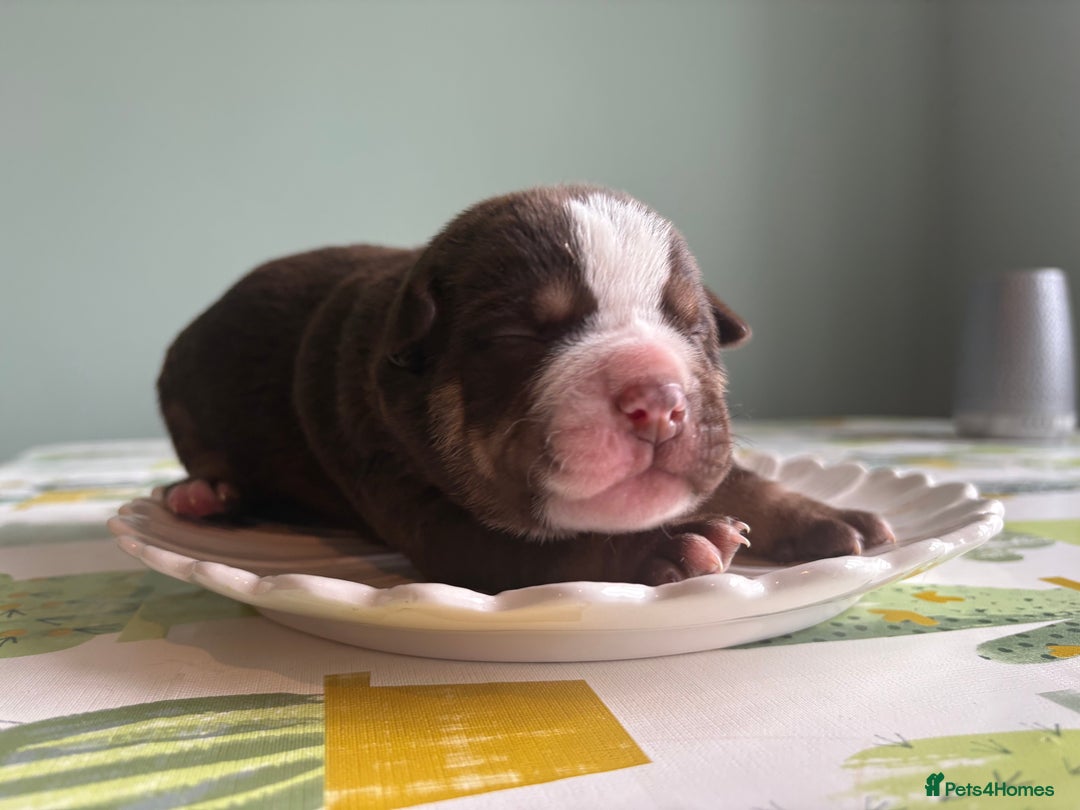 Mixed Breed dogs for sale: Bullpei puppies  - Image 16
