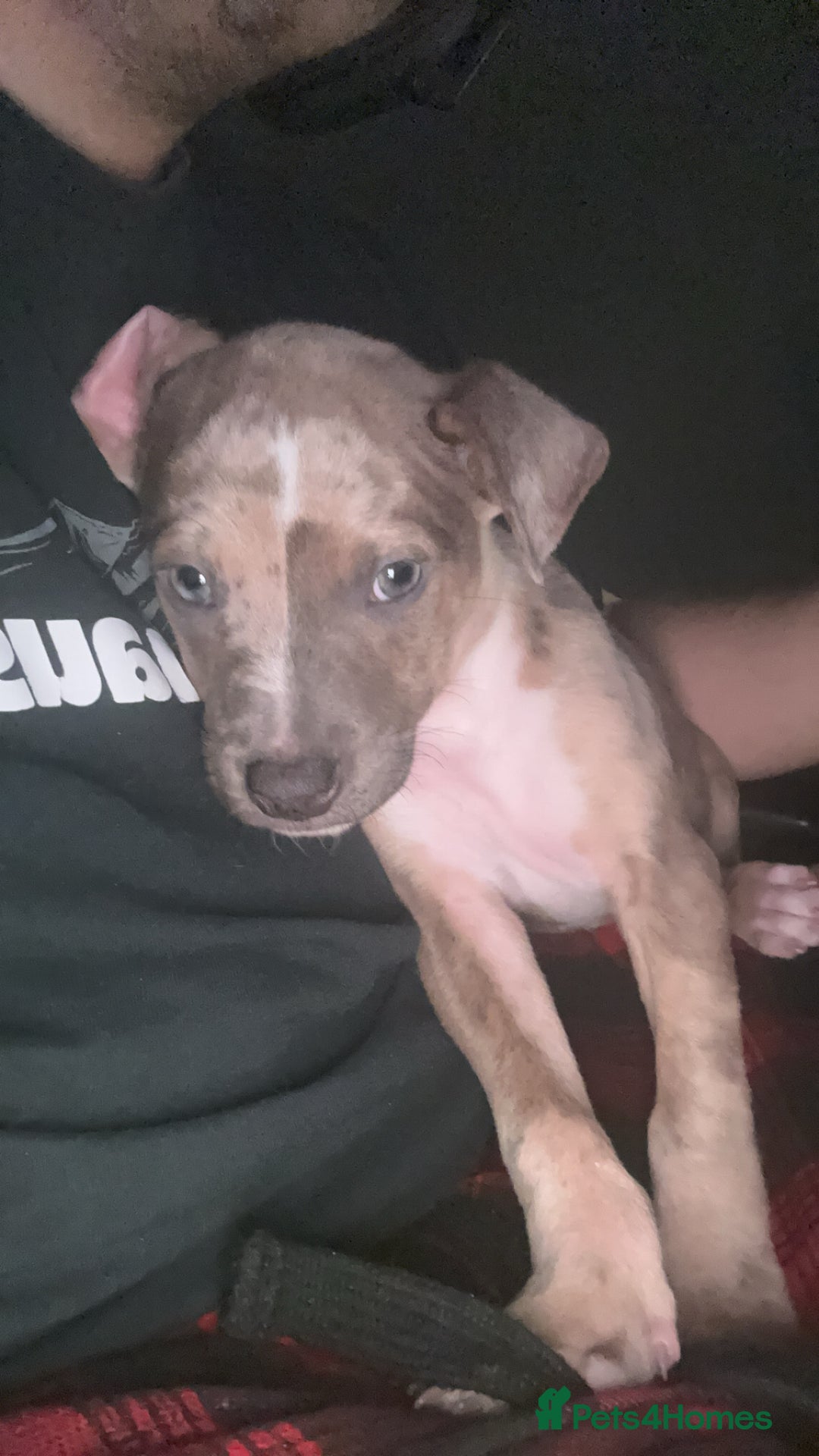 Mixed Breed dogs for sale: Beautiful girl looking for her forever home !  - Advert 2