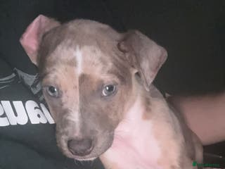 Mixed Breed dogs Beautiful girl looking for her forever home ! - Advert 12