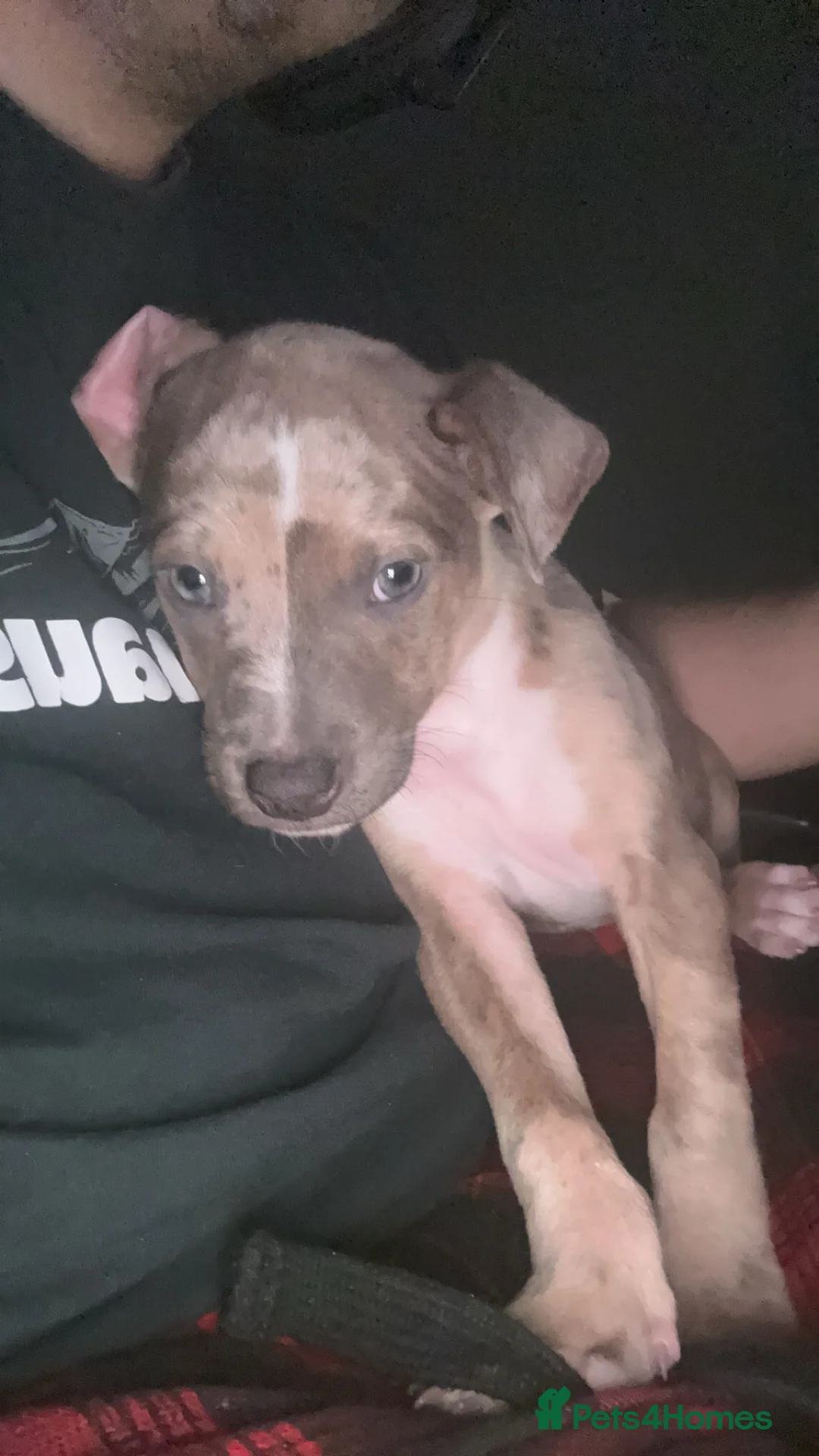 Mixed Breed dogs for sale: Beautiful girl looking for her forever home !  - Advert 1