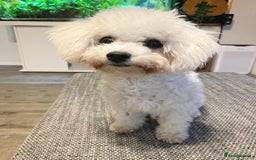 Bichon Frise dogs for sale: Adorable bichon Frise for Rehome - Image 4